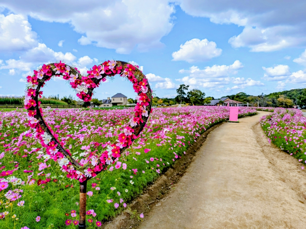 淡路ファームパーク イングランドの丘～コスモス見頃です～ | お知らせ